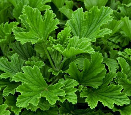FRAGRANCE GERANIUM