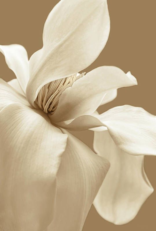 FRAGRANCE MAGNOLIA