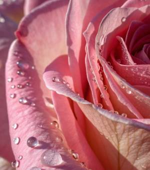 FRAGRANCE ROSE FRAICHE